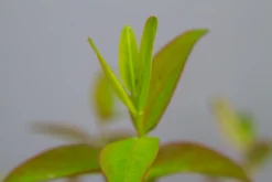 Hertshooi (Hypericum 'Hidcote') -Planten Verkoopwinkel img 1418