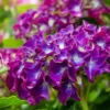 Hortensia Paars (Hydrangea 'Forever&Ever')