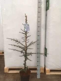 Atlasceder (Cedrus Libani 'Glauca') -Planten Verkoopwinkel img 1752 002
