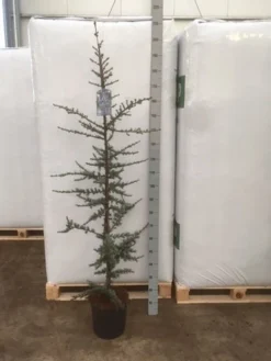 Atlasceder (Cedrus Libani 'Glauca') -Planten Verkoopwinkel img 1753 1