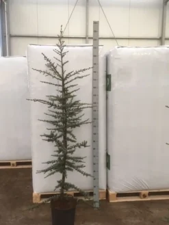 Atlasceder (Cedrus Libani 'Glauca') -Planten Verkoopwinkel img 1754