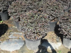 Loropetalum Als Bolvorm (Loropetalum 'Fire Dance') -Planten Verkoopwinkel img 4055 1