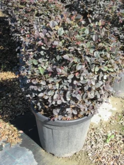 Loropetalum Als Bolvorm (Loropetalum 'Fire Dance') -Planten Verkoopwinkel img 4056