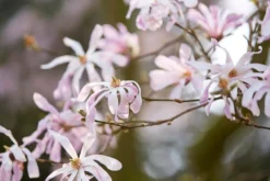 Beverboom (Magnolia Loebneri 'Leonard Messel')