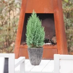 Jeneverbes (Juniperus Chinensis 'Stricta') -Planten Verkoopwinkel juniperus chinensis stricta 1