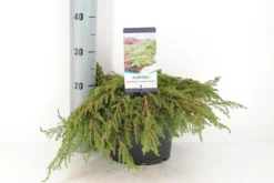 Jeneverbes (Juniperus Communis 'Green Carpet') -Planten Verkoopwinkel juniperus communis green carpet c5 m 1 1