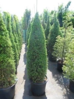 Jeneverbes (Juniperus Communis 'Hibernica') -Planten Verkoopwinkel juniperus communis hibernica 150 175 1