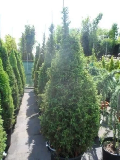 Jeneverbes (Juniperus Communis 'Hibernica') -Planten Verkoopwinkel juniperus communis hibernica 175 200 1