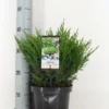 Jeneverbes (Juniperus Horizontalis 'Andorra Compact')