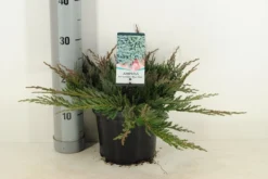 Jeneverbes (Juniperus Horizontalis 'Blue Chip') -Planten Verkoopwinkel juniperus hor. blue chip winter c3 m