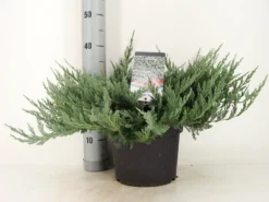 Jeneverbes (Juniperus Horizontalis 'Blue Chip') -Planten Verkoopwinkel juniperus hor. blue chip zomer c5 m