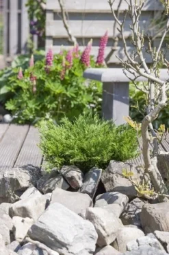 Jeneverbes (Juniperus Horizontalis 'Andorra Compact') -Planten Verkoopwinkel juniperus horizontalis andorra compact 1