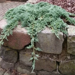 Jeneverbes (Juniperus Horizontalis 'Icee Blue') -Planten Verkoopwinkel juniperus horizontalis icee blue pbr