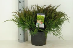 Jeneverbes (Juniperus Media 'Mint Julep') -Planten Verkoopwinkel juniperus pfit. mint julep winter c5 m 1