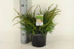 Jeneverbes (Juniperus Media 'Mint Julep') -Planten Verkoopwinkel juniperus pfitzeriana mint julep c3 m 1