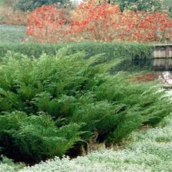 Sevenboom (Juniperus Sabina) 5 Sevenboom (Juniperus Sabina) -Planten Verkoopwinkel juniperus sabina