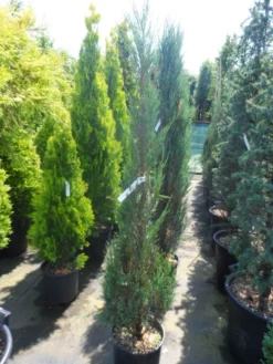 Jeneverbes (Juniperus Scopulorum 'Skyrocket') -Planten Verkoopwinkel juniperus scopulorum skyrocket 125 150 1