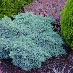 Jeneverbes (Juniperus Squamata 'Blue Star') -Planten Verkoopwinkel juniperus squamata blue star 1