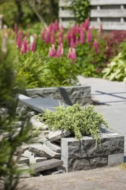 Jeneverbes (Juniperus Squamata 'Holger') -Planten Verkoopwinkel juniperus squamata holger 1