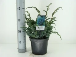 Jeneverbes (Juniperus Squamata 'Meyeri') -Planten Verkoopwinkel juniperus squamata meyeri c3 m