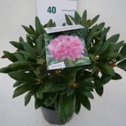 Dwergrhododendron (Rhododendron 'Kalinka') -Planten Verkoopwinkel kalinka c4 zij