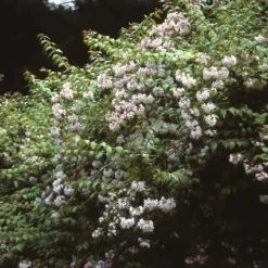 Kolkwitzia (Kolkwitzia Amabilis 'Pink Cloud') -Planten Verkoopwinkel koamabil 25 5