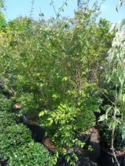 Kolkwitzia (Kolkwitzia Amabilis 'Pink Cloud') -Planten Verkoopwinkel kolkwitzia amabilis 150 175 c35