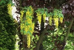 Gouden Regen, Struik (Laburnum Watereri 'Vossii') -Planten Verkoopwinkel laburnum w. vossi 1