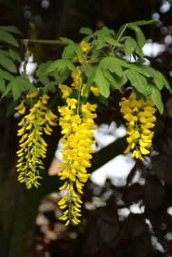 Gouden Regen, Struik (Laburnum Watereri 'Vossii') -Planten Verkoopwinkel laburnum w. vossi 2