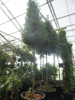 Echte Laurier Als Piramide (Laurus Nobilis) -Planten Verkoopwinkel laurus nobilis 16 18 20ho c350 pyramide 1