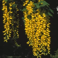 Gouden Regen, Struik (Laburnum Watereri 'Vossii') -Planten Verkoopwinkel lawvossi 4