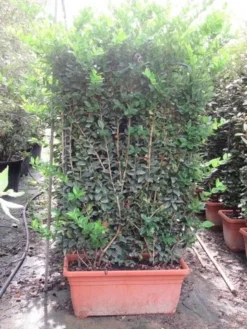 Liguster Als Leivorm (Ligustrum Japonicum 'Texanum') -Planten Verkoopwinkel ligustrum texanum leivorm 80x120