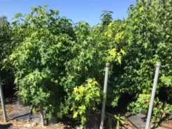 Meerstammige Amberboom (Liquidambar Styraciflua) -Planten Verkoopwinkel liquidambar styraciflua 100 125cm meerstammig