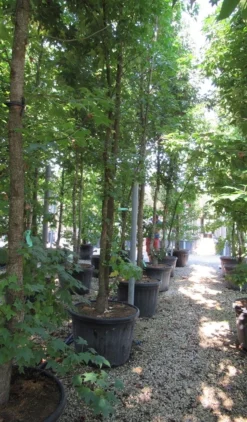 Meerstammige Amberboom (Liquidambar Styraciflua) -Planten Verkoopwinkel liquidambar styraciflua 500 550 meerstammig 6