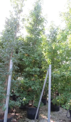 Meerstammige Amberboom (Liquidambar Styraciflua) -Planten Verkoopwinkel liquidambar styraciflua 500 550 meerstammig 9