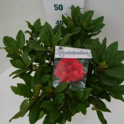 Rhododendron (Rhododendron 'Lord Roberts') -Planten Verkoopwinkel lord robert c7.5 boven 2