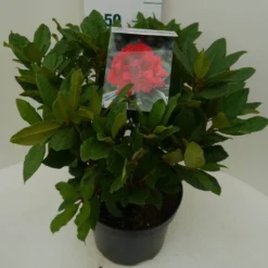 Rhododendron (Rhododendron 'Lord Roberts') -Planten Verkoopwinkel lord robert c7.5 zij 2