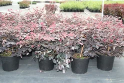 Loropetalum (Loropetalum 'Fire Dance') -Planten Verkoopwinkel loropetalum chinense fire dance 2