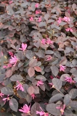 Loropetalum (Loropetalum 'Fire Dance')