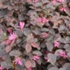 Loropetalum (Loropetalum 'Fire Dance')