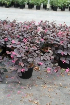 Loropetalum (Loropetalum 'Fire Dance') -Planten Verkoopwinkel loropetalum fire dance 2