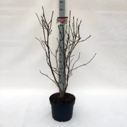 Beverboom (Magnolia Liliiflora 'Nigra') -Planten Verkoopwinkel m. lil. nigra c10