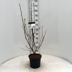 Beverboom (Magnolia Soulangeana) -Planten Verkoopwinkel m. soulangeana c5