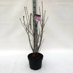 Beverboom, Struik (Magnolia Susan) -Planten Verkoopwinkel m. susan c10 1