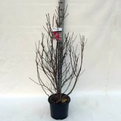 Beverboom, Struik (Magnolia Susan) -Planten Verkoopwinkel ma. susan c15 125 150 cm