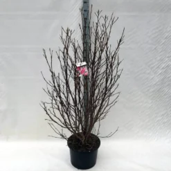 Beverboom, Struik (Magnolia Susan) -Planten Verkoopwinkel ma. susan c15 150 cm 1