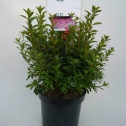 Japanse Azalea (Rhododendron 'Madame Van Hecke') 20 Japanse Azalea (Rhododendron 'Madame Van Hecke') -Planten Verkoopwinkel mad. v. hecke c4 voor