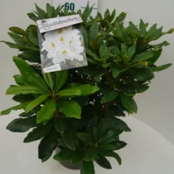 Rhododendron (Rhododendron 'Madame Masson') -Planten Verkoopwinkel madamme masson c7.5 zij 1