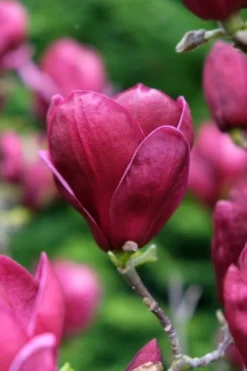 Beverboom (Magnolia 'Genie') -Planten Verkoopwinkel magnolia genie peters garden 05