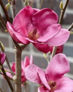 Beverboom (Magnolia 'Genie') -Planten Verkoopwinkel magnolia genie 4
